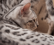 Bengal cat silber rosetted